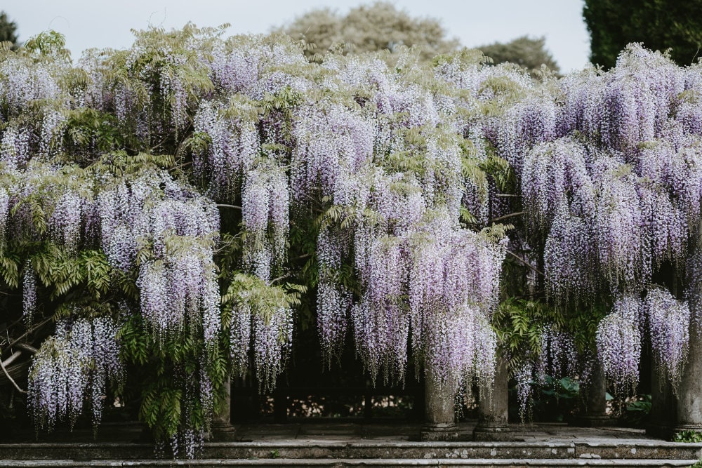 A mature wisteria vine being trained along a wooden pergola, with long green shoots tied neatly to wires in a sunny backyard