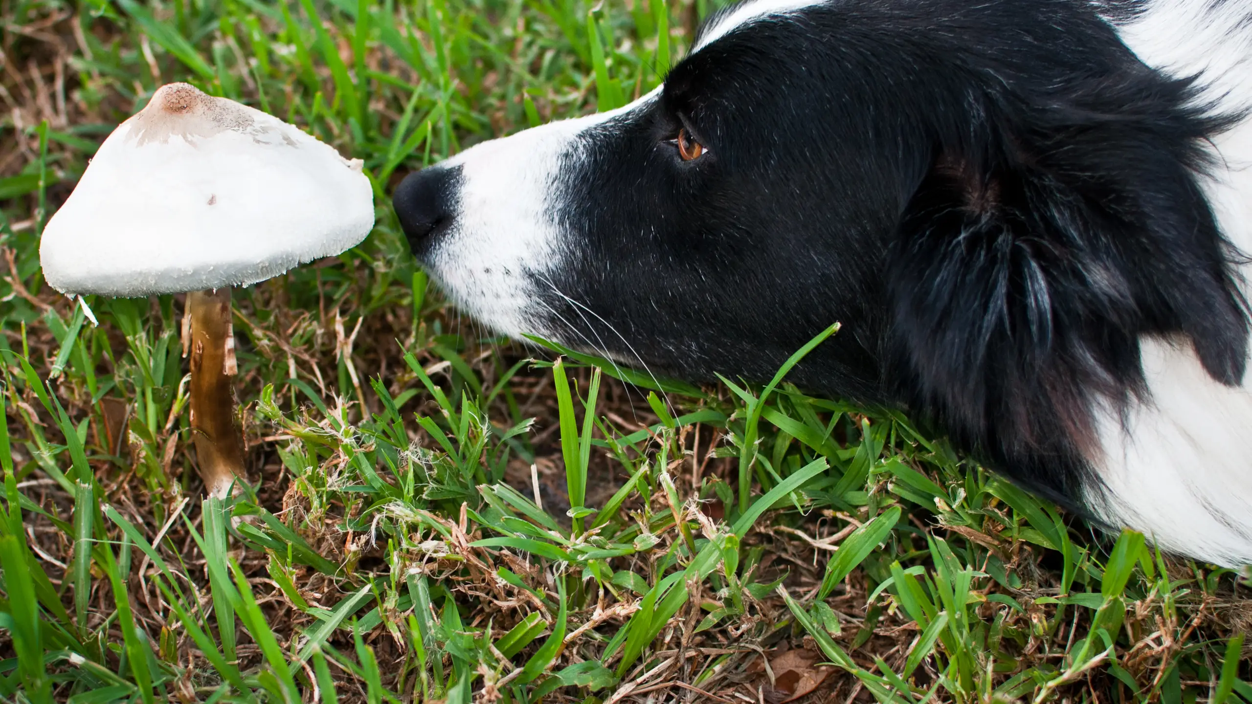 Are Lawn Mushrooms Poisonous to Dogs and Cats?