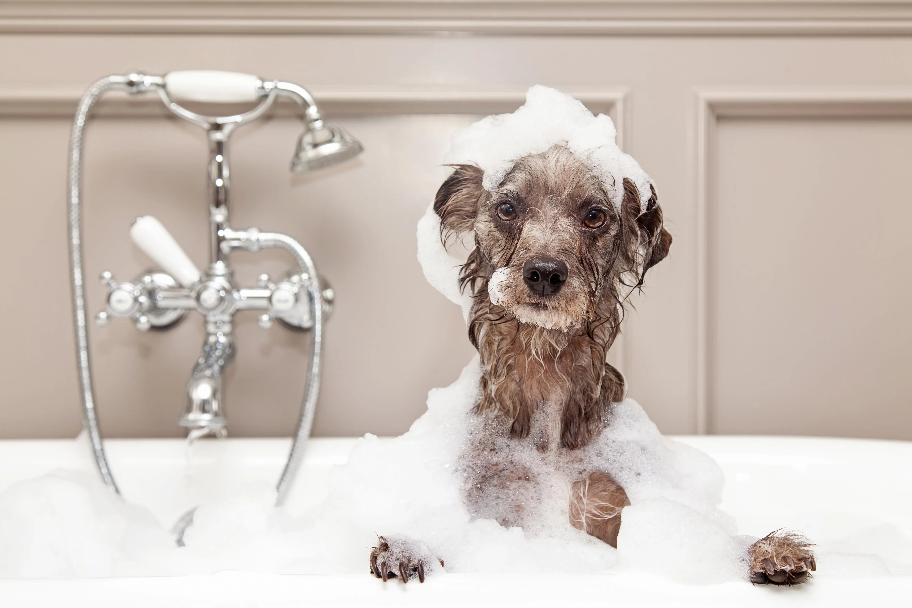 Remove Skunk Smell from Pets and the Yard