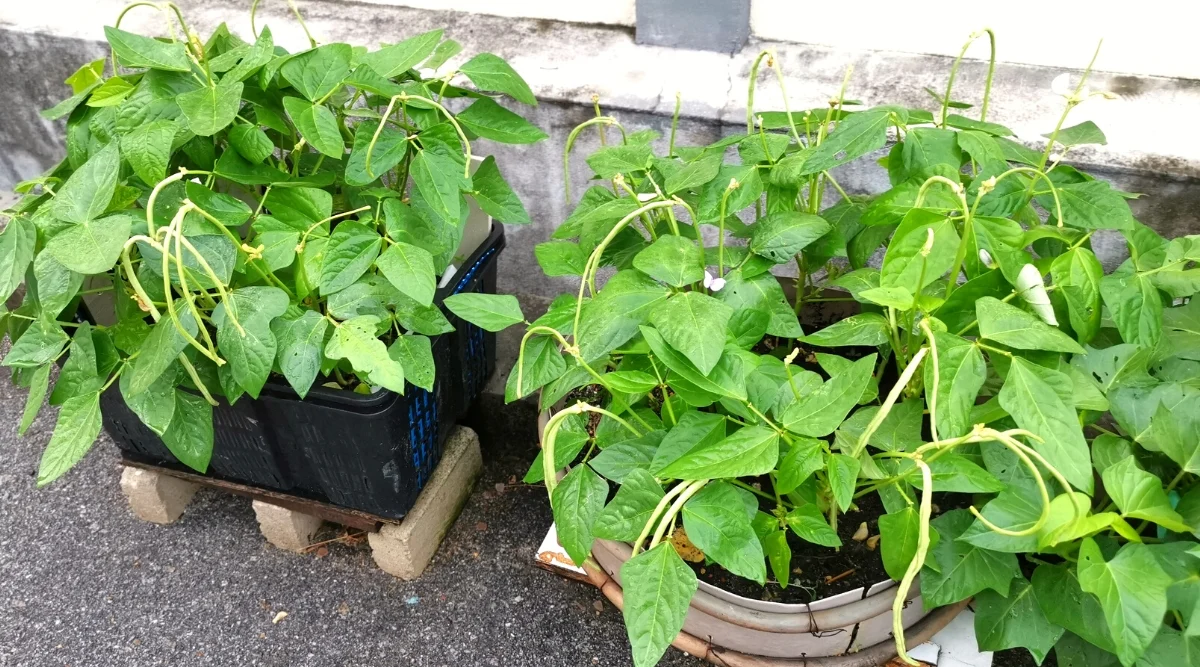 A medium-sized patio container filled with bush bean plants producing green pods on a sunny deck, real photograph