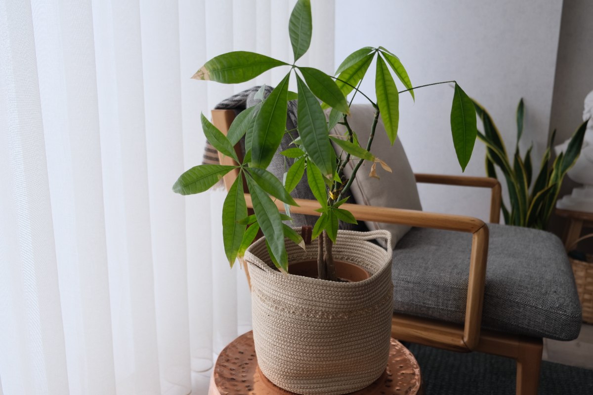 A money tree houseplant placed a few feet from a bright window with sheer curtains, soft indirect light illuminating the leaves, cozy home interior, photorealistic