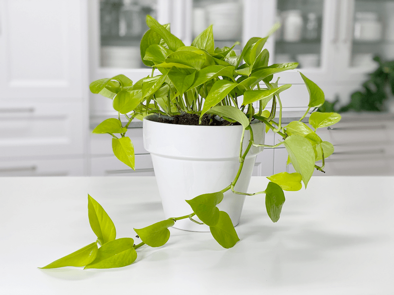 A neon pothos plant in a white ceramic pot on a tabletop, vivid lime-green leaves trailing over the edge, bright indirect daylight, realistic photography