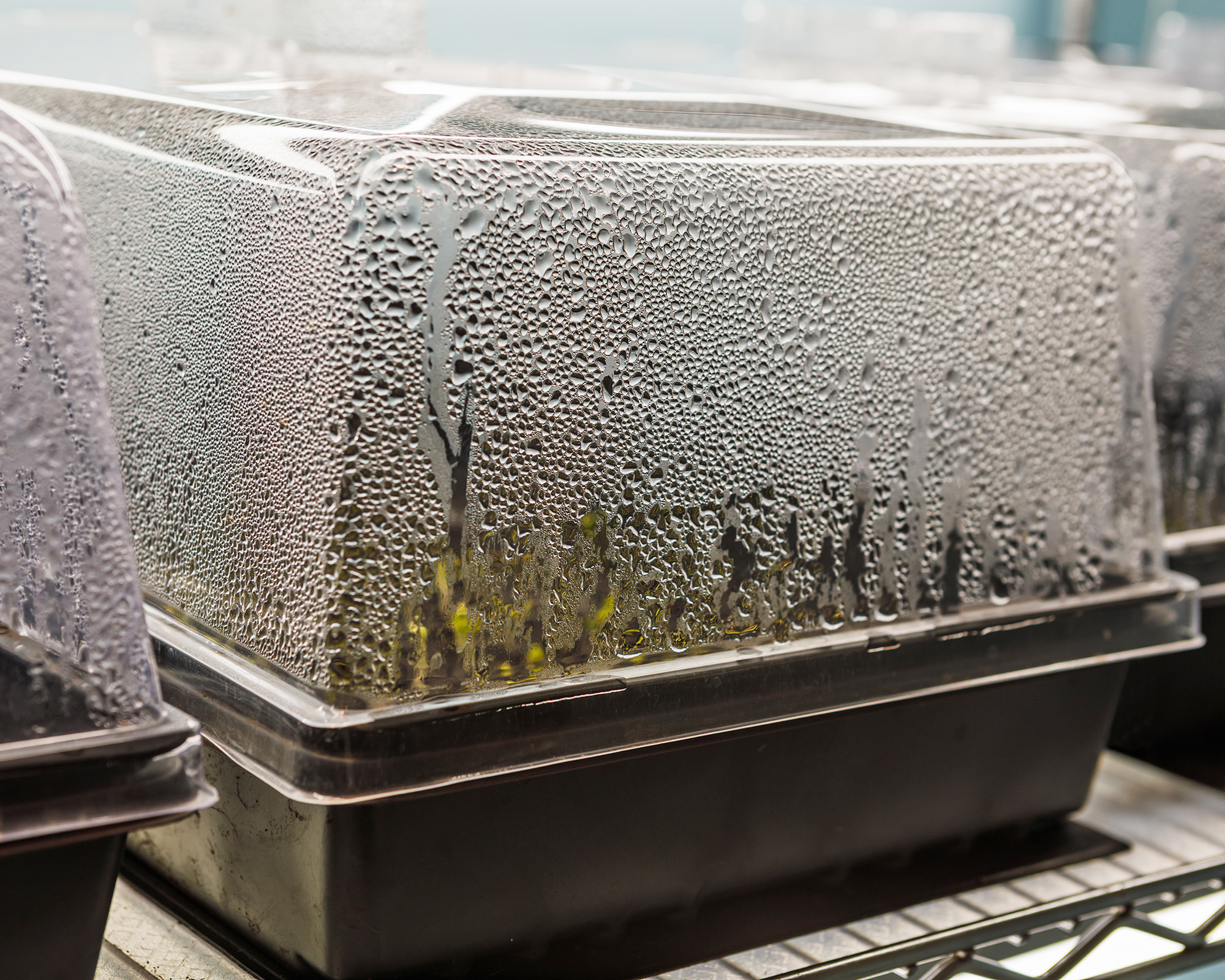A nursery tray of plant cuttings under a clear humidity dome on a bright indoor shelf