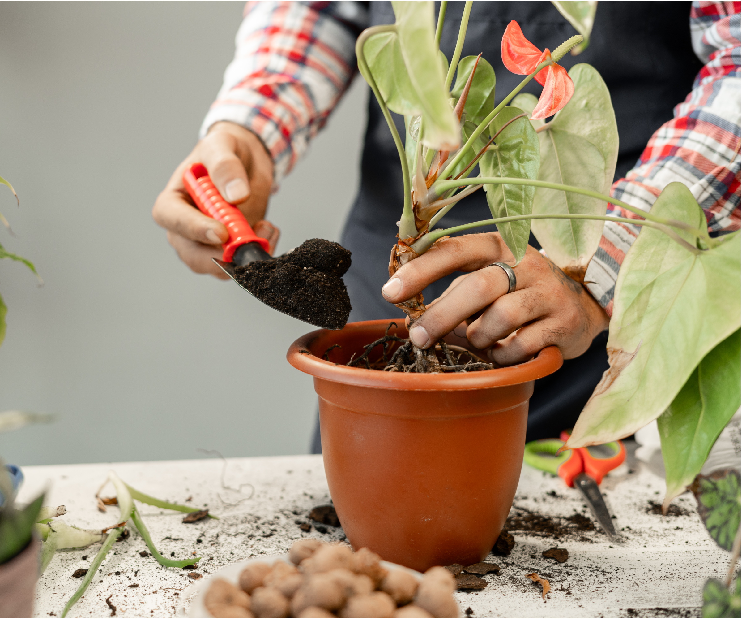 A pair of hands gently separating an anthurium clump during repotting on a potting bench, with chunky aroid mix and clean pruners nearby, natural window light