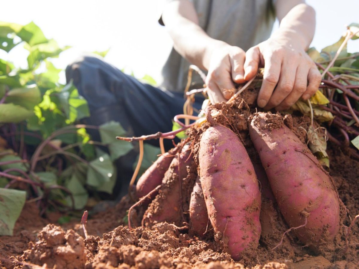 A pair of hands lifting a freshly dug sweet potato cluster from loose garden soil, with green sweet potato vines and a garden fork visible nearby, natural outdoor photography