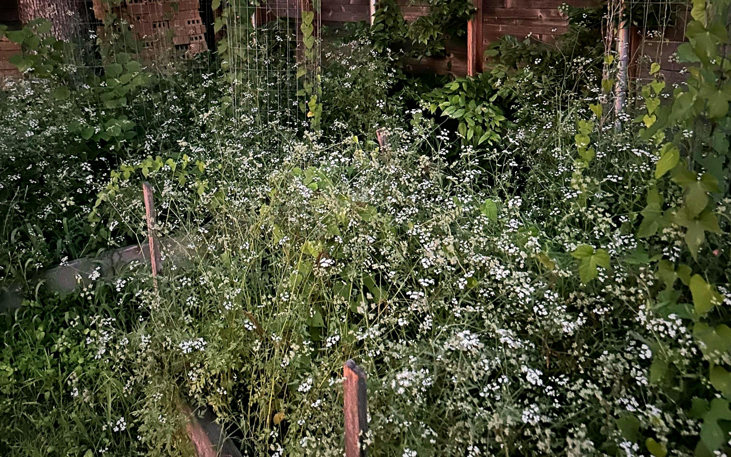 A parsley plant sending up a tall flowering stalk with small pale blossoms in a backyard garden bed, with soft afternoon light, real-life photo