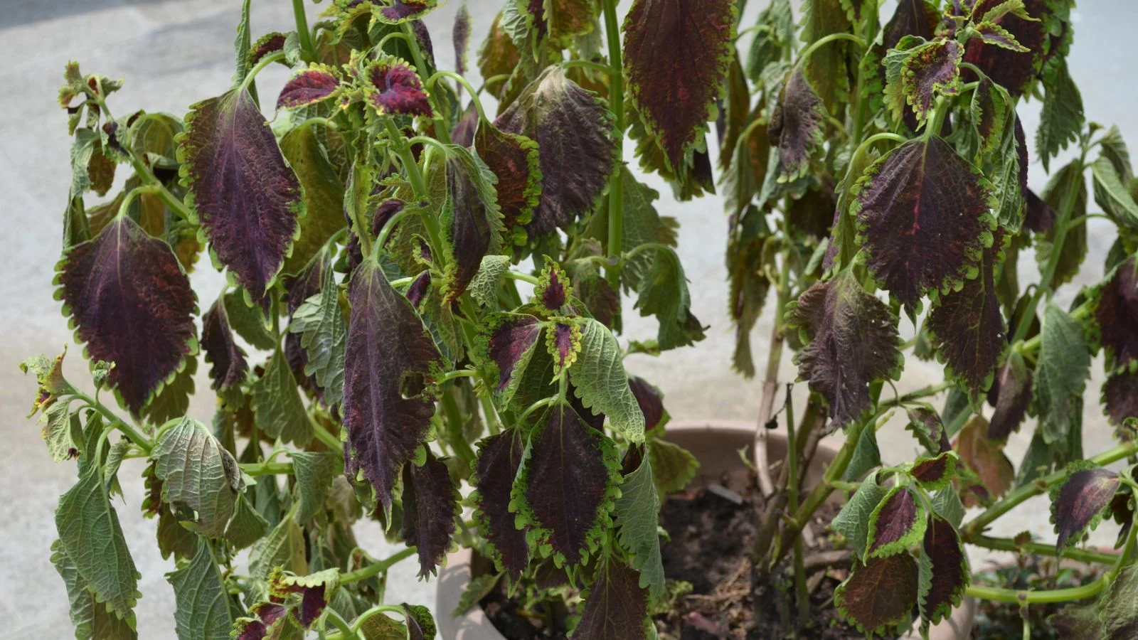 A patio container with coleus showing heavy leaf drop and fallen leaves collected on the soil surface
