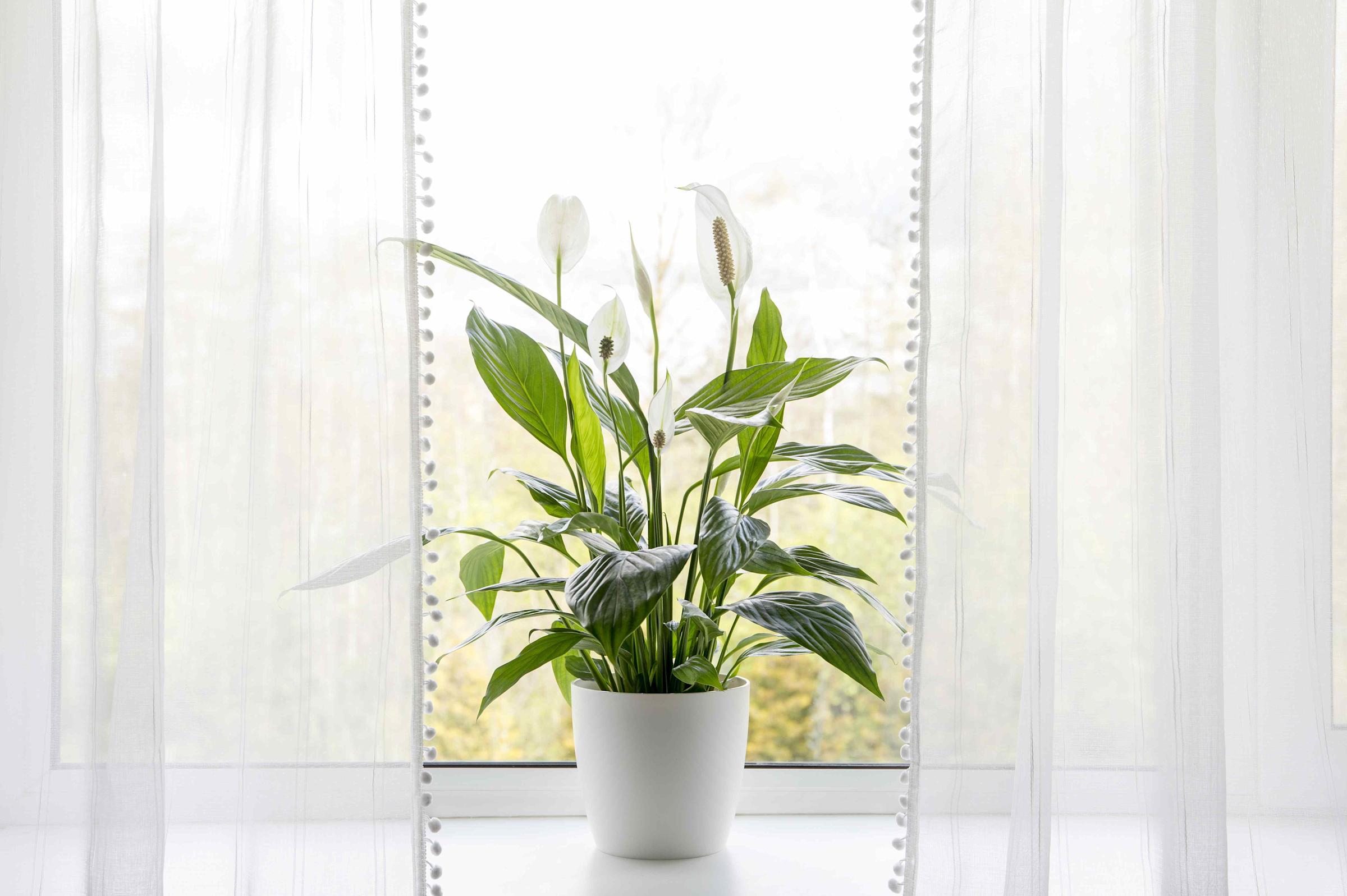 A peace lily sitting a few feet from a sunny window with a sheer curtain, receiving soft indirect light