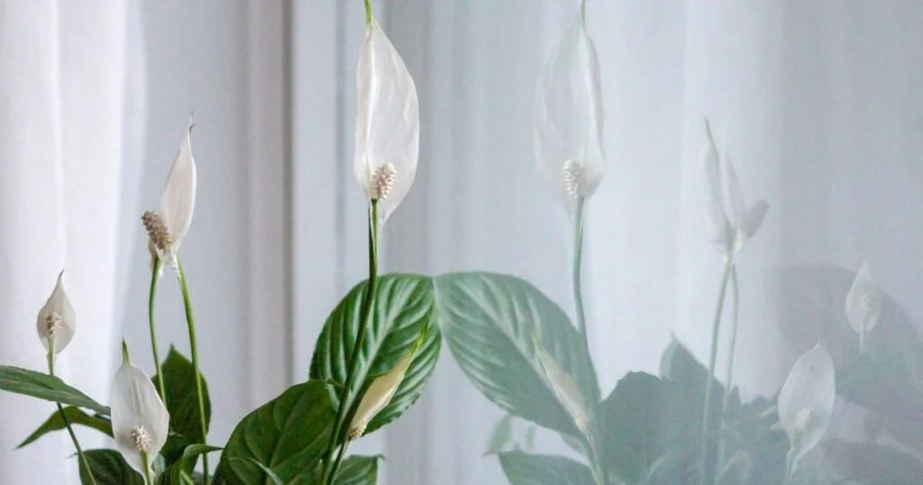 A peace lily sitting near an east-facing window with bright indirect morning light and sheer curtain, realistic home interior photo