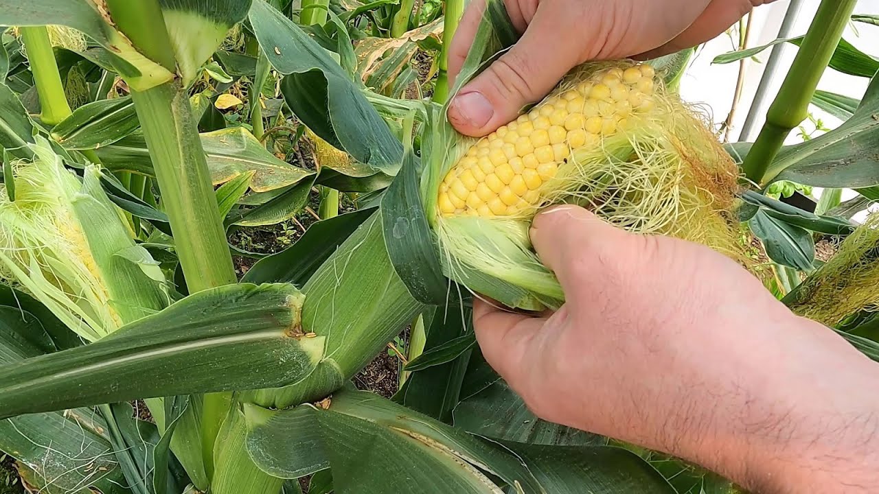 A peeled-back sweet corn ear with a fingernail puncturing a kernel and milky juice beading on the surface