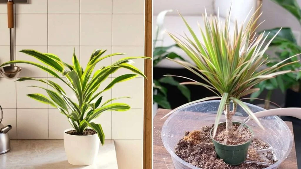 A person gently lifting a dracaena from its pot to inspect the roots over a table with potting soil, natural indoor light, realistic photography