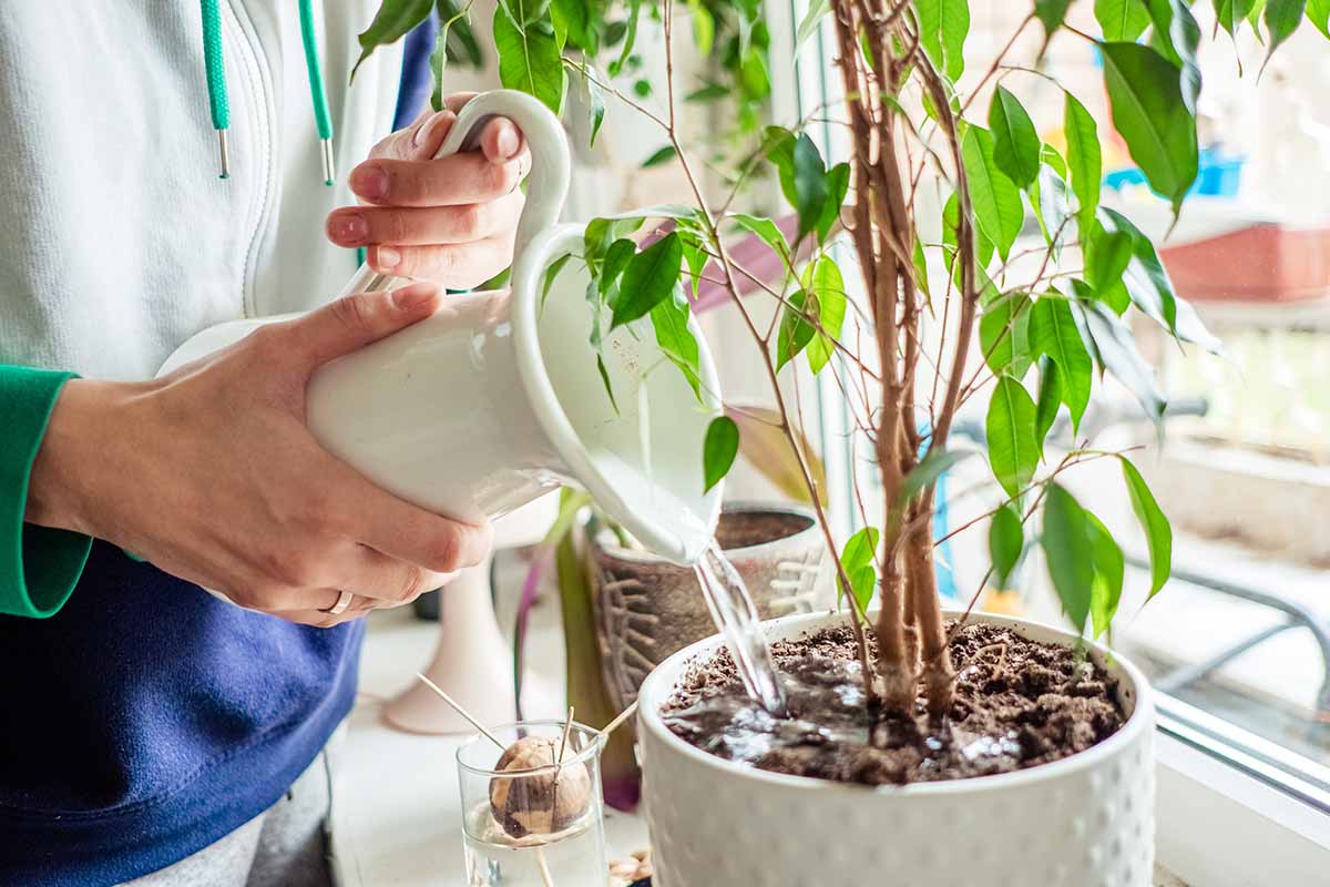 Bottom Watering vs. Top Watering for Houseplants
