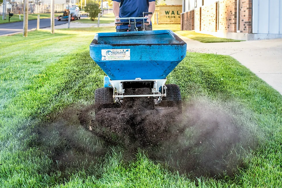 A person spreading a thin layer of screened compost over a freshly overseeded lawn in early fall, with a rake nearby