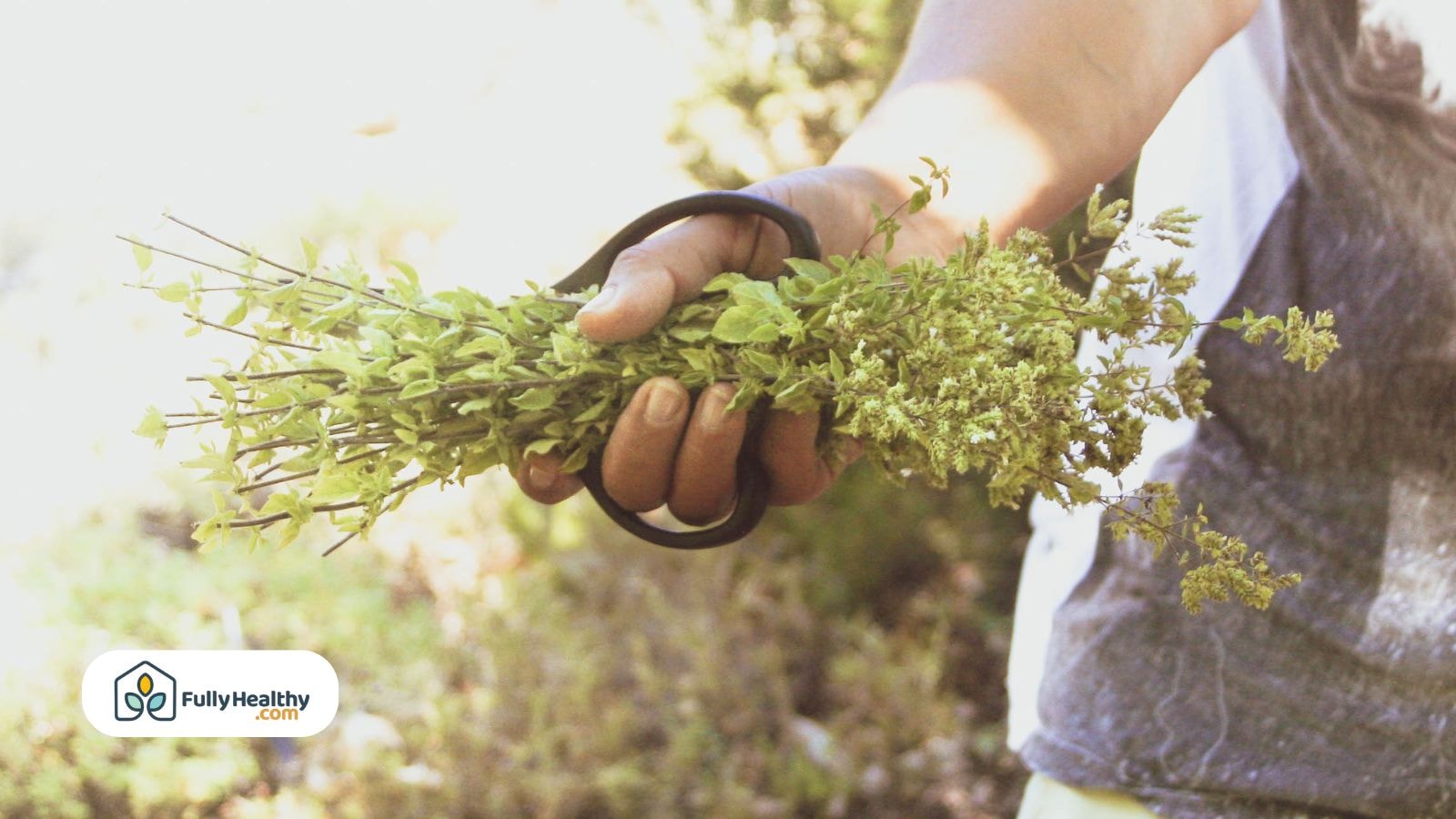 A person using garden snips to harvest oregano stems from a dense green plant in an outdoor herb bed