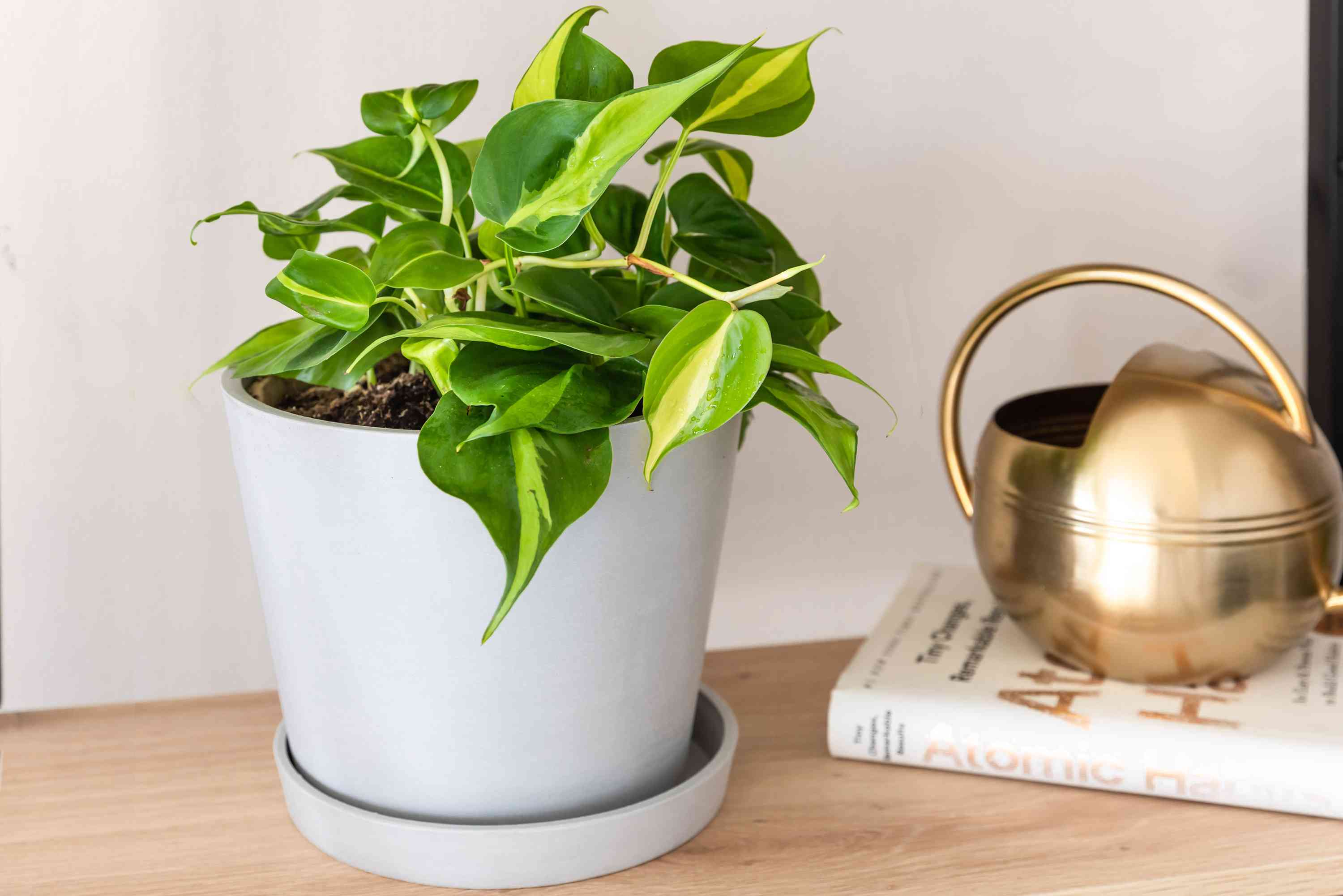 A person watering a potted Philodendron Brasil in a kitchen sink, water flowing through drainage holes