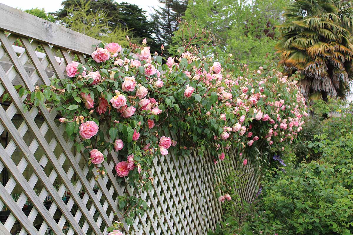 A photo of a climbing rose on a garden arbor with a gardener gently tying a long cane along the structure using soft plant ties