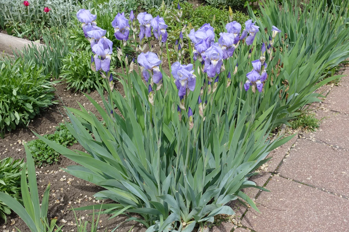 A photo of bearded irises planted in a slightly raised garden bed with gritty, well-draining soil and rhizomes visible near the surface