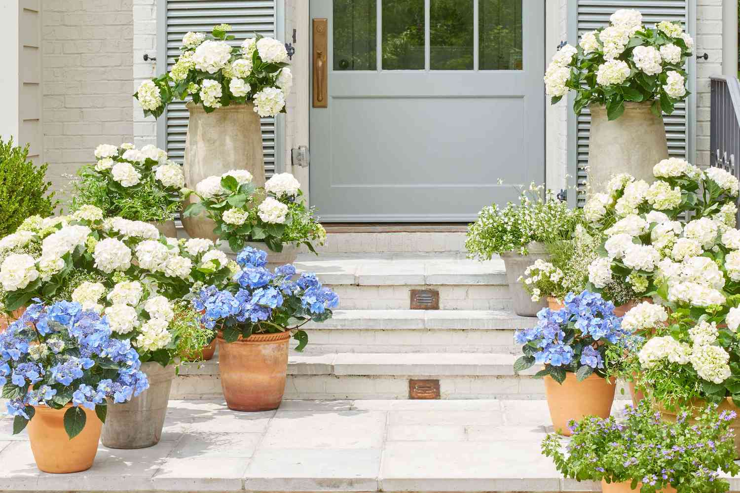 A photograph of a blue hydrangea growing in a large decorative container on a sunny patio with lush green foliage