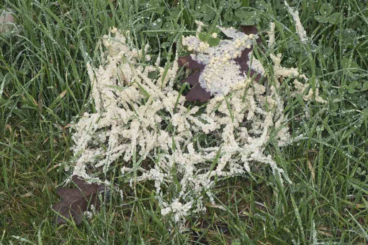 A photograph of a gloved hand using a small garden rake to gently break up a yellow slime mold patch on grass