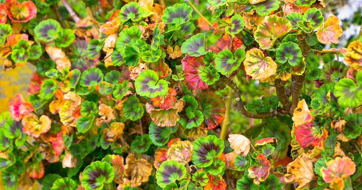 A photograph of a green geranium leaf held in a gardener's hand showing small yellow and rusty spots from leaf rust in natural outdoor light
