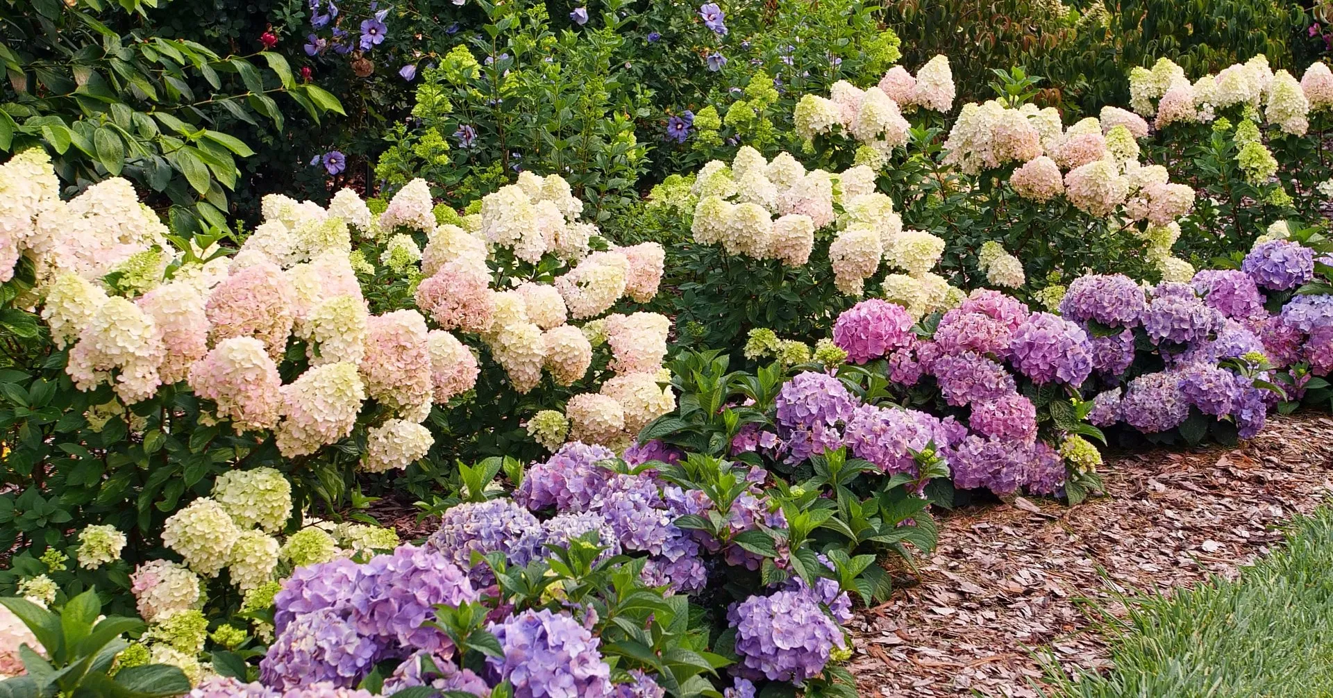 A photograph of a hydrangea shrub in early spring with a fresh ring of mulch and dark, moist soil around the base