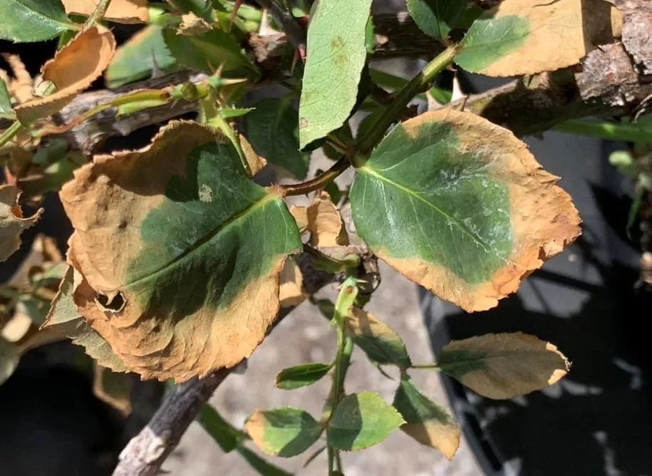 A photograph of a rose bush leaf showing yellowing with brown crispy edges from sun scorch, taken in bright summer sunlight