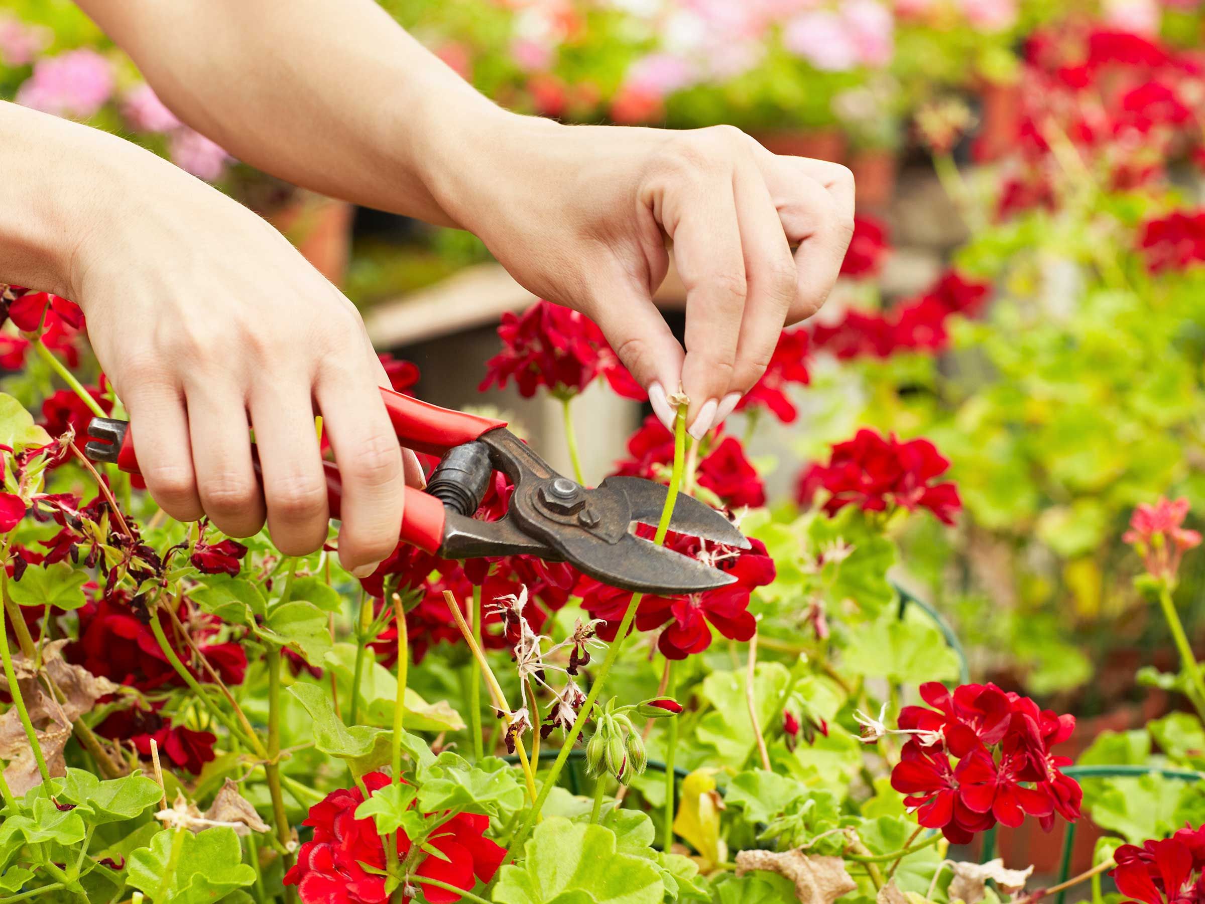 A photograph of clean hand pruners trimming a green Pelargonium geranium stem just above a leaf node on an outdoor porch