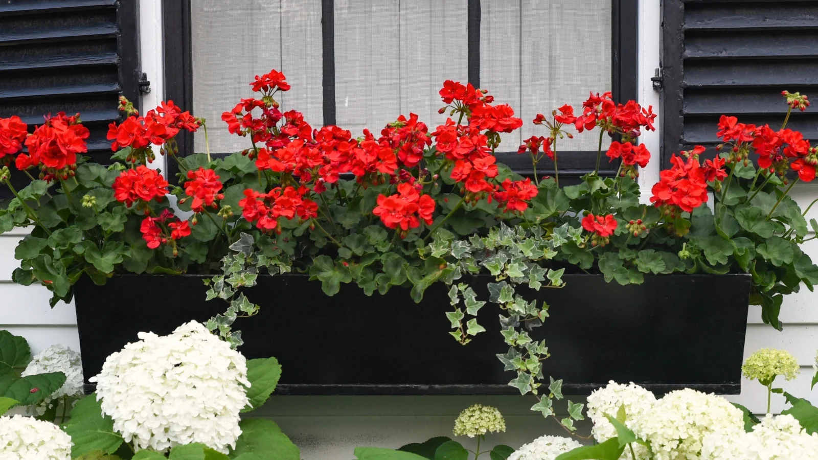 A photograph of several bare-root Pelargonium geranium plants hanging upside down from hooks in a cool basement, with trimmed stems and roots visible