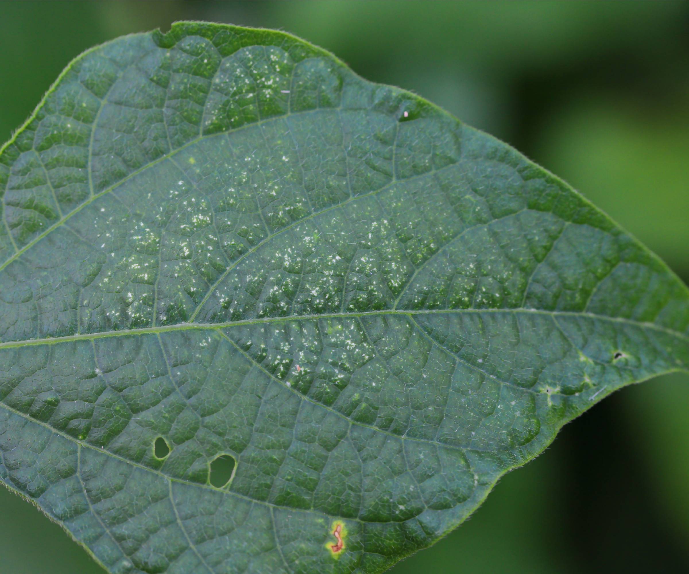 A plant leaf showing stippling and fine webbing consistent with spider mite damage