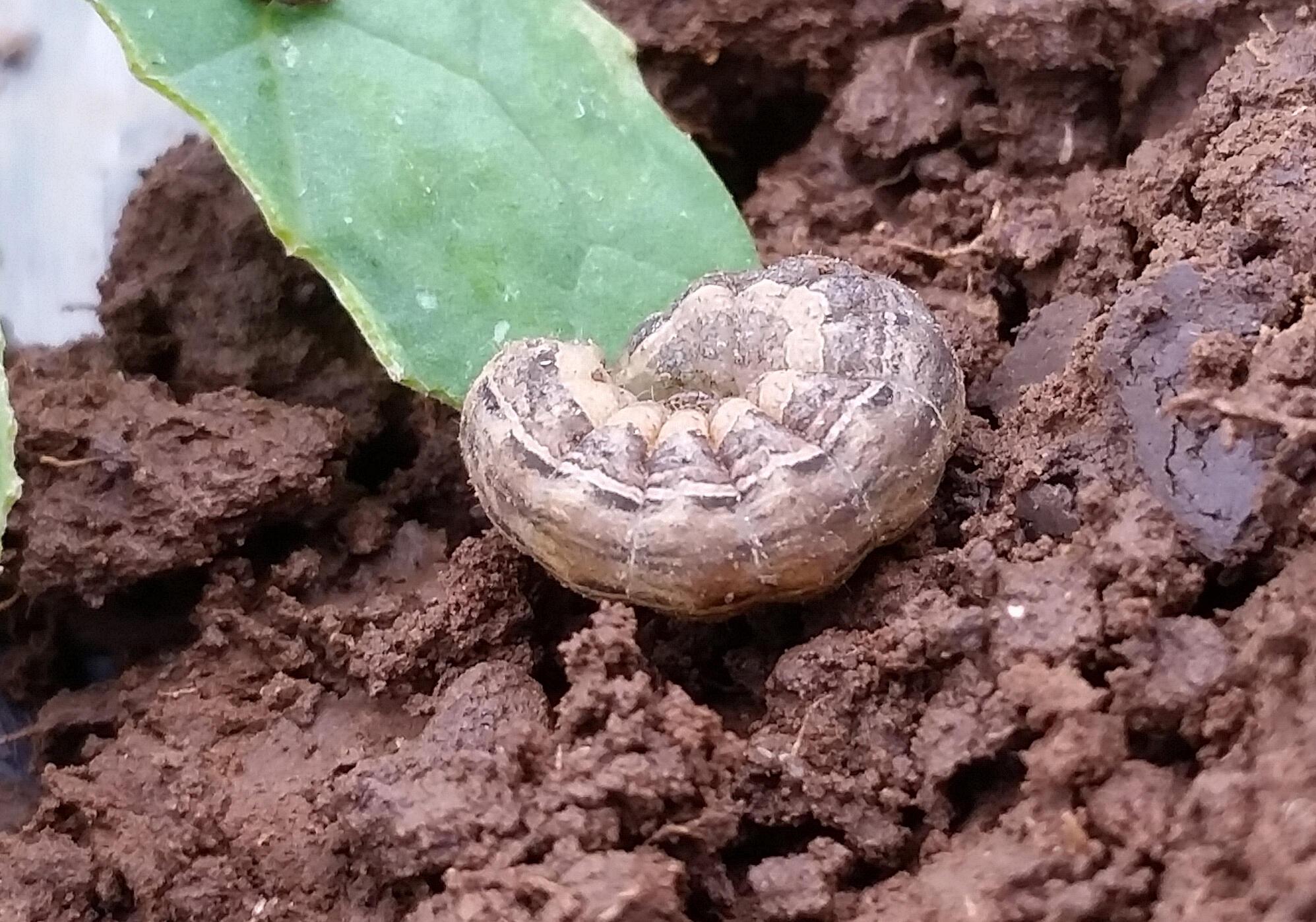Featured image for How to Get Rid of Cutworms Naturally