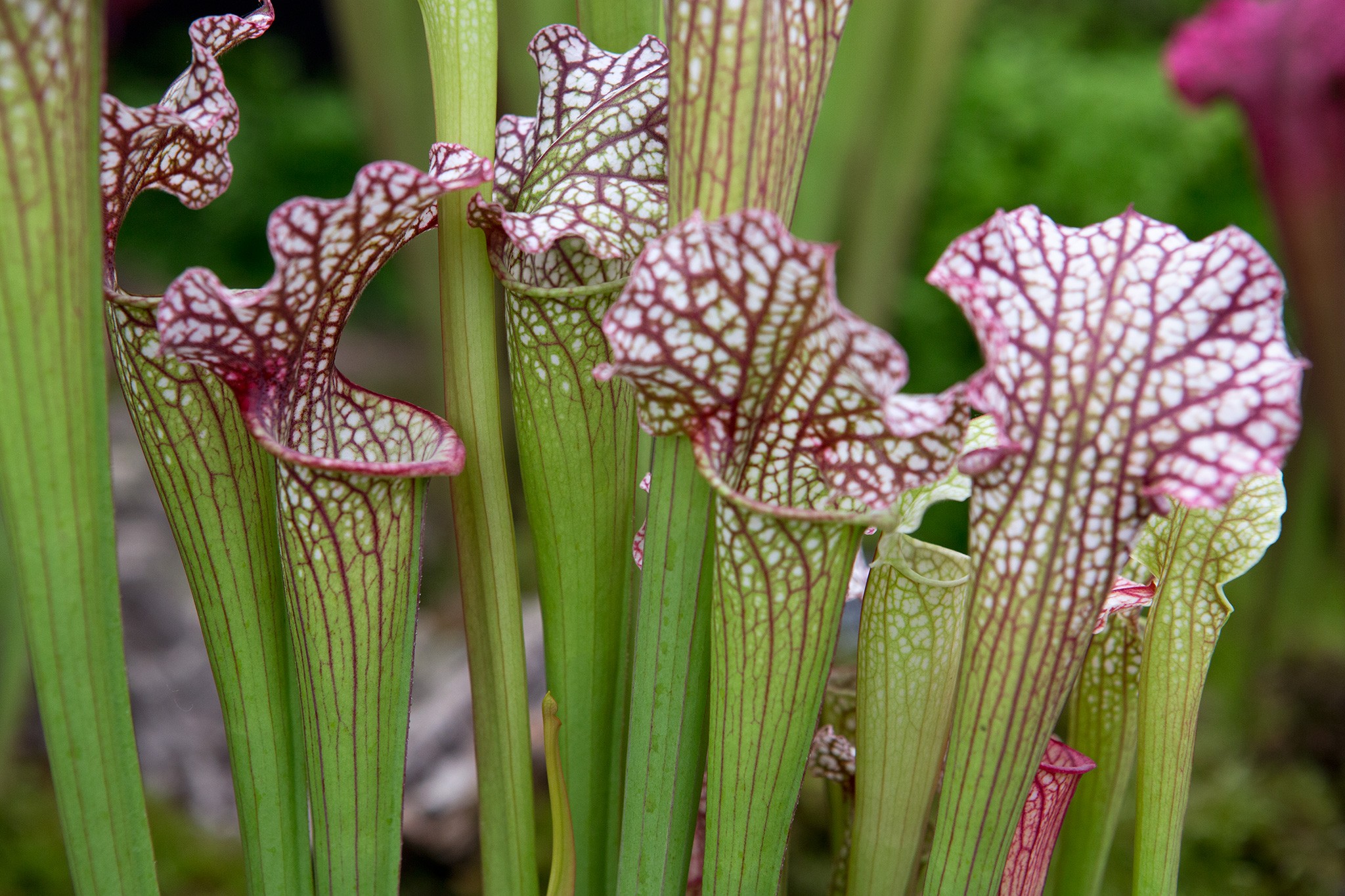 A potted Sarracenia pitcher plant sitting on a cool enclosed porch in winter light, with some older pitchers browned back and the pot kept slightly damp, natural photography style