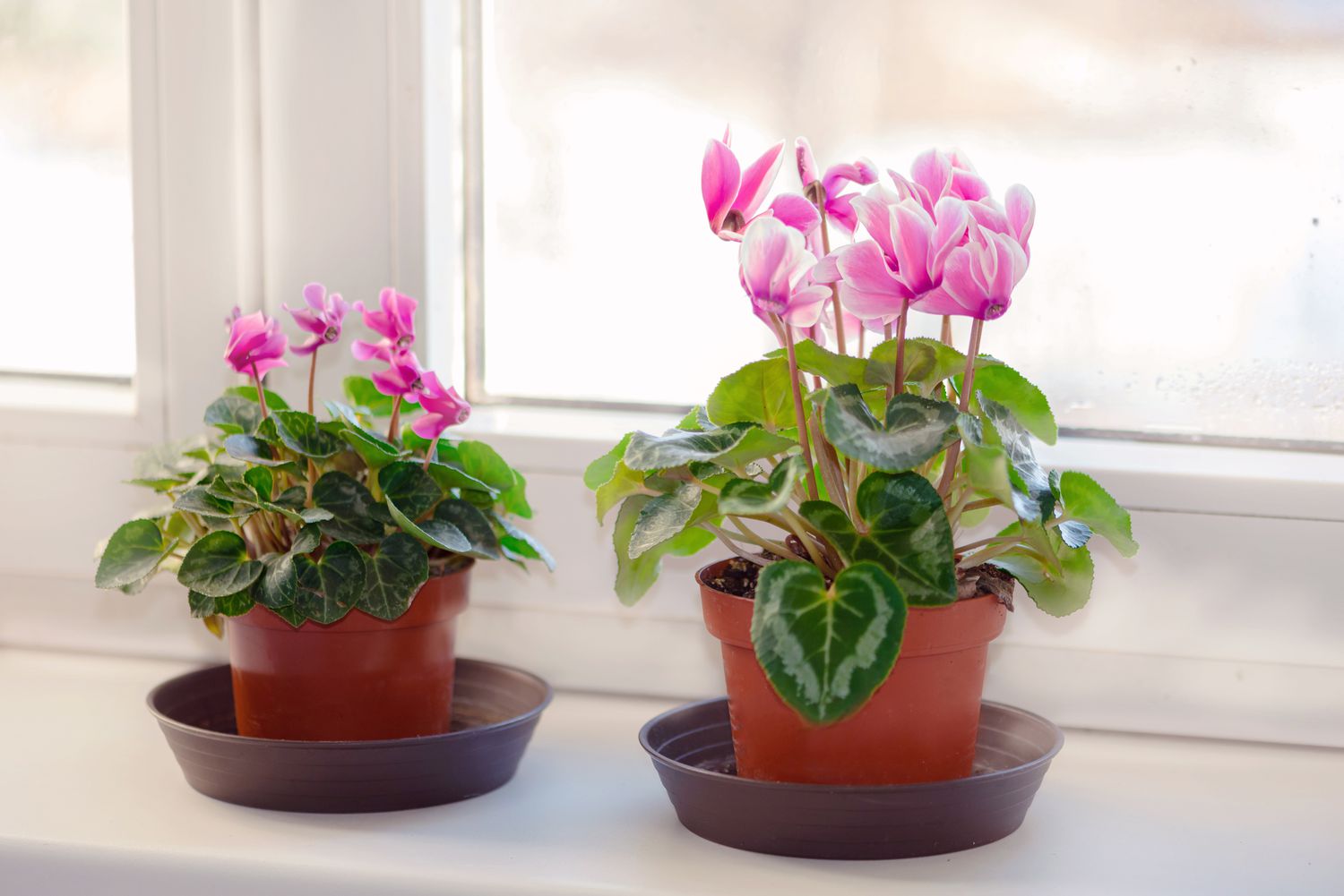 Featured image for Cyclamen Care for Beginners