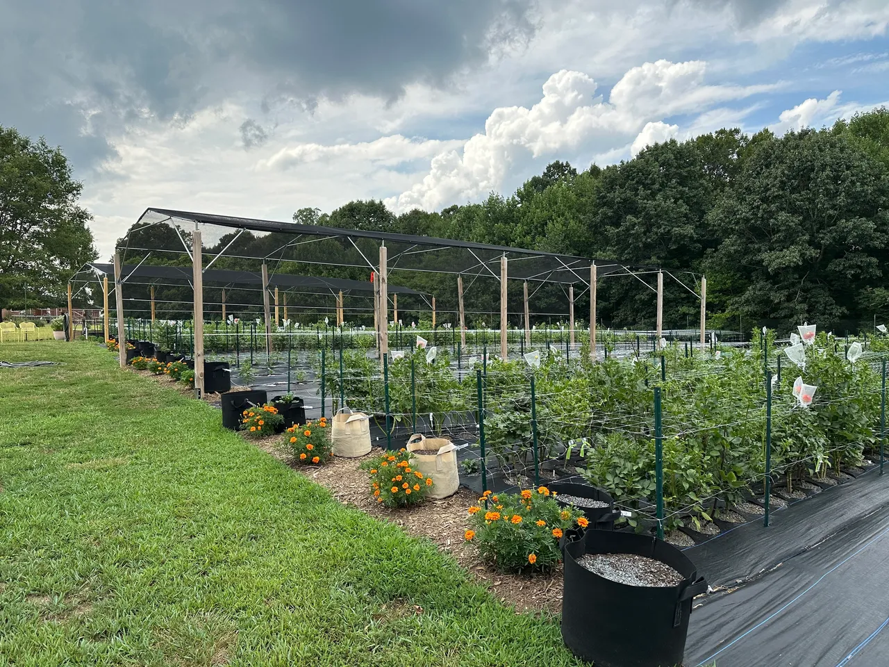 A potted dahlia on a sunny patio supported by a sturdy tomato cage with multiple stems standing upright