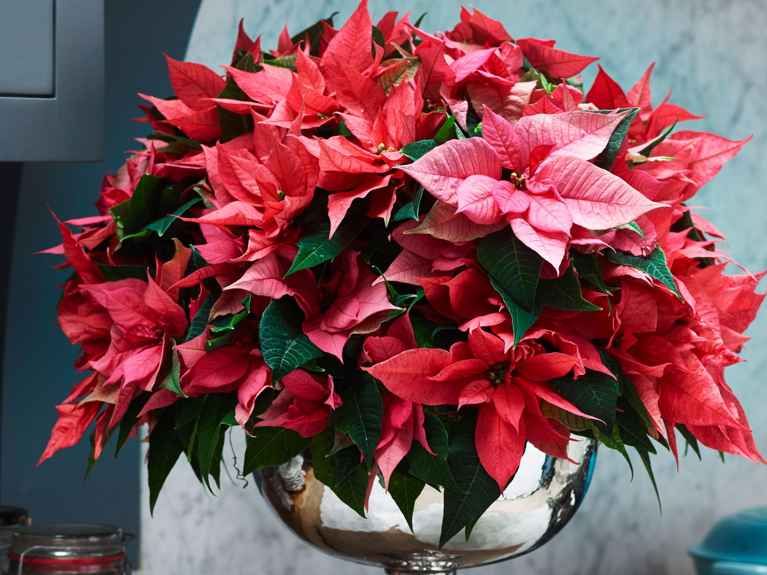 A potted poinsettia resting on a pebble tray with water in a cozy living room, showing how humidity is increased around the plant, realistic photo