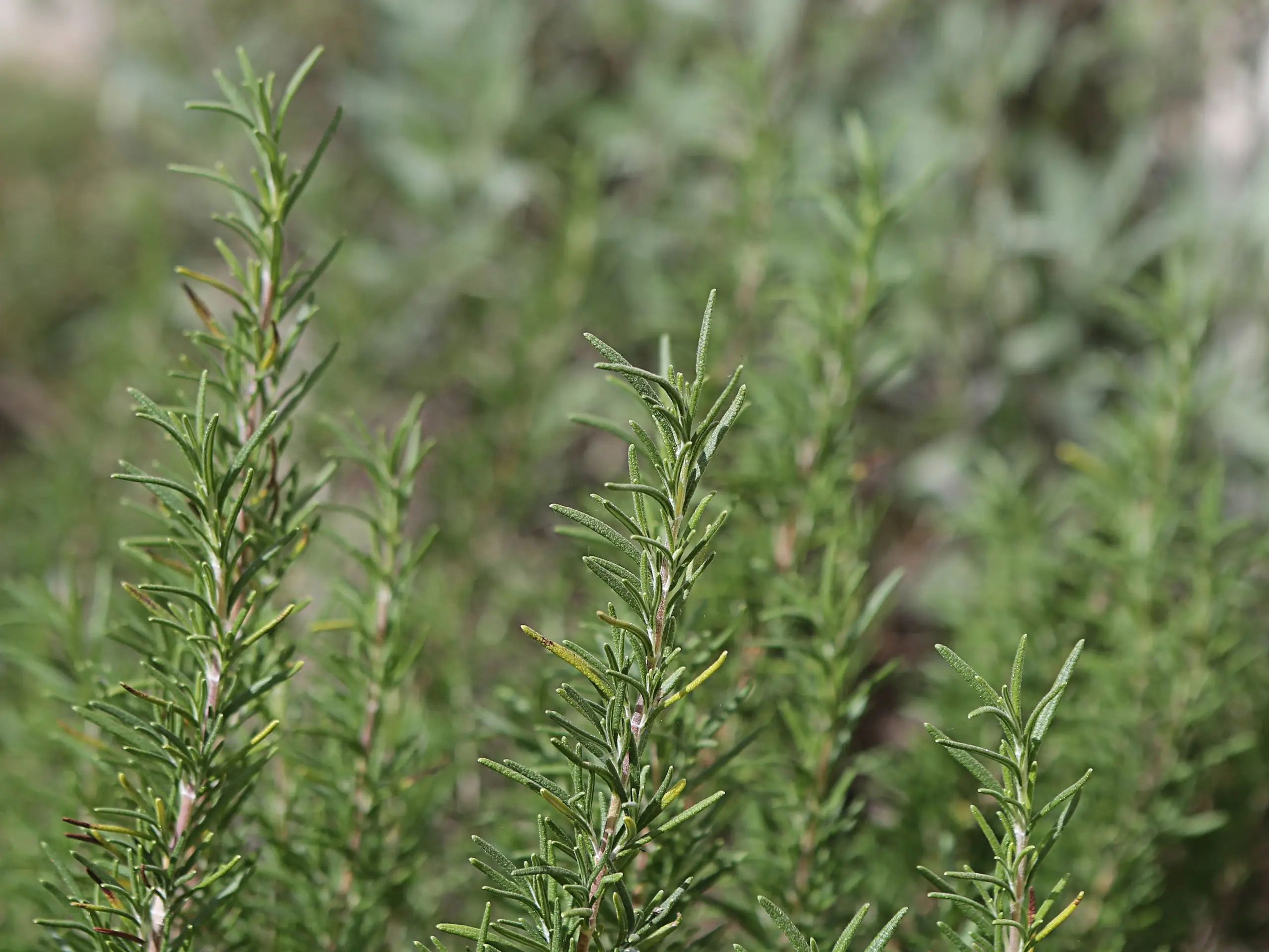 A potted rosemary plant sitting in dappled shade on a spring patio with fresh green growth, realistic photo