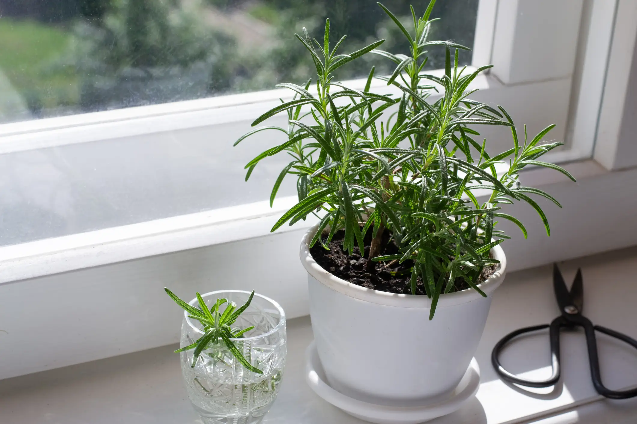 A potted rosemary plant sitting on a bright indoor windowsill with sunlight on the leaves and a small fan in the background for airflow, realistic photo