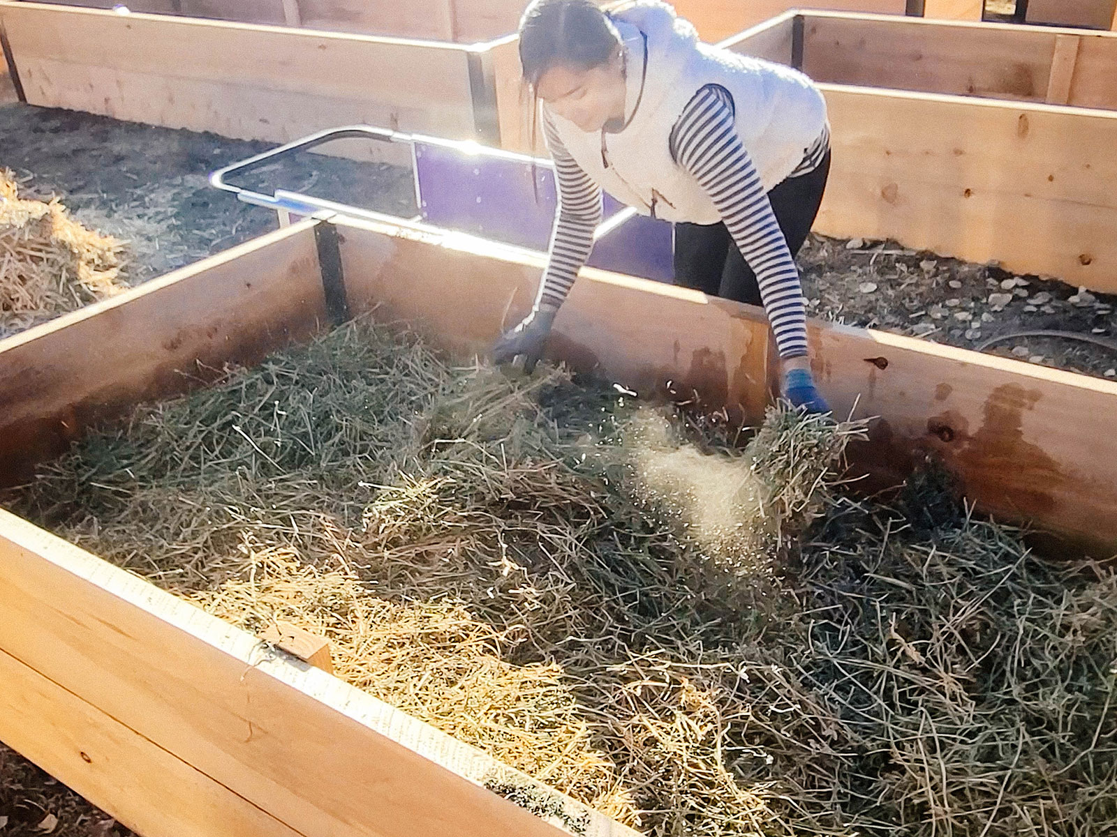 A raised garden bed topdressed with compost and covered with straw mulch