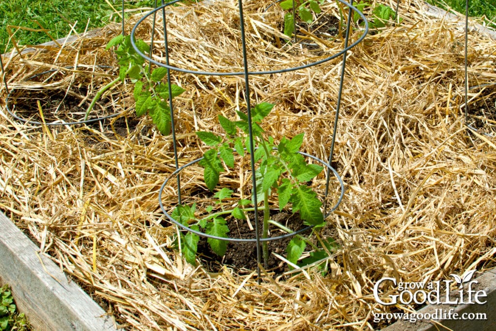A raised vegetable bed with tomato plants and a thick layer of straw mulch around the base, drip line visible near the soil, real photograph