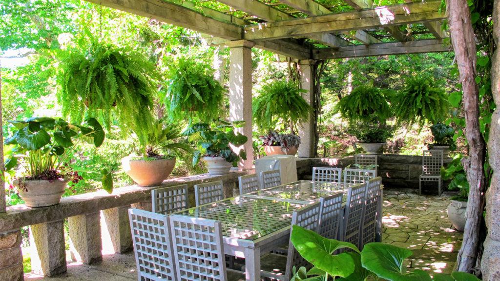 A real Boston fern in a hanging basket on a shaded porch, fronds arching outward with soft natural light and no direct sun