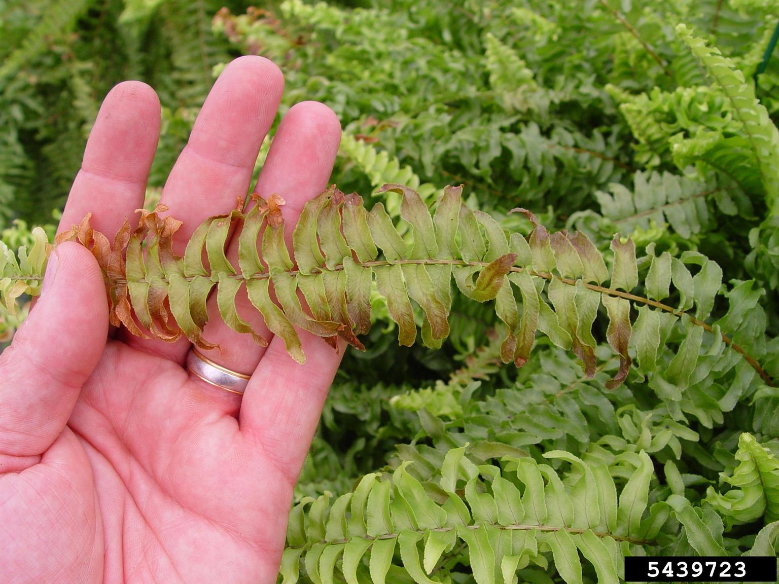 Featured image for Why Is My Boston Fern Turning Brown?