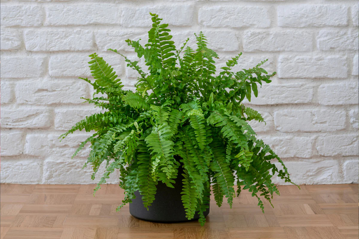 A real Boston fern on a plant stand next to a small humidifier in a bright room with indirect window light, lush green fronds