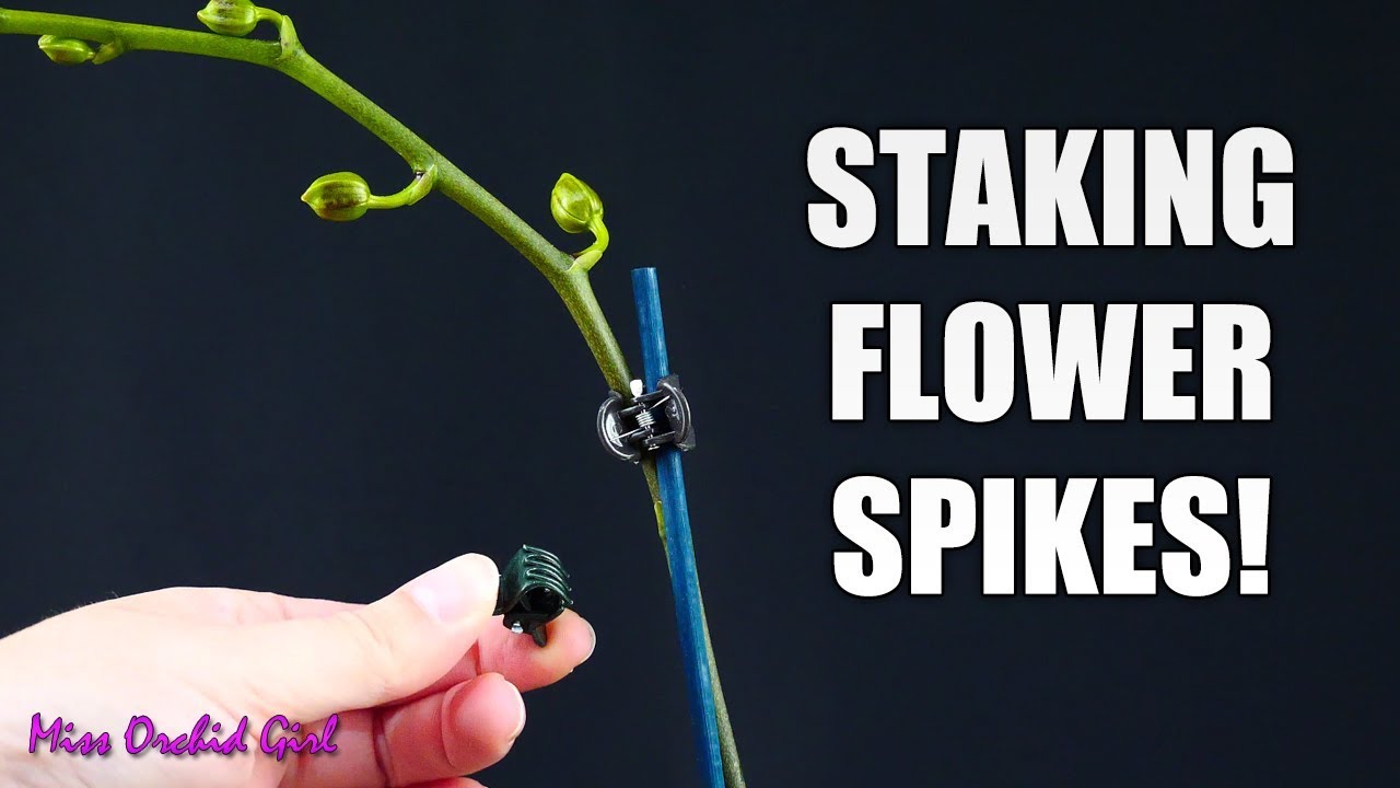 Featured image for Staking a Weak Phalaenopsis Orchid Spike