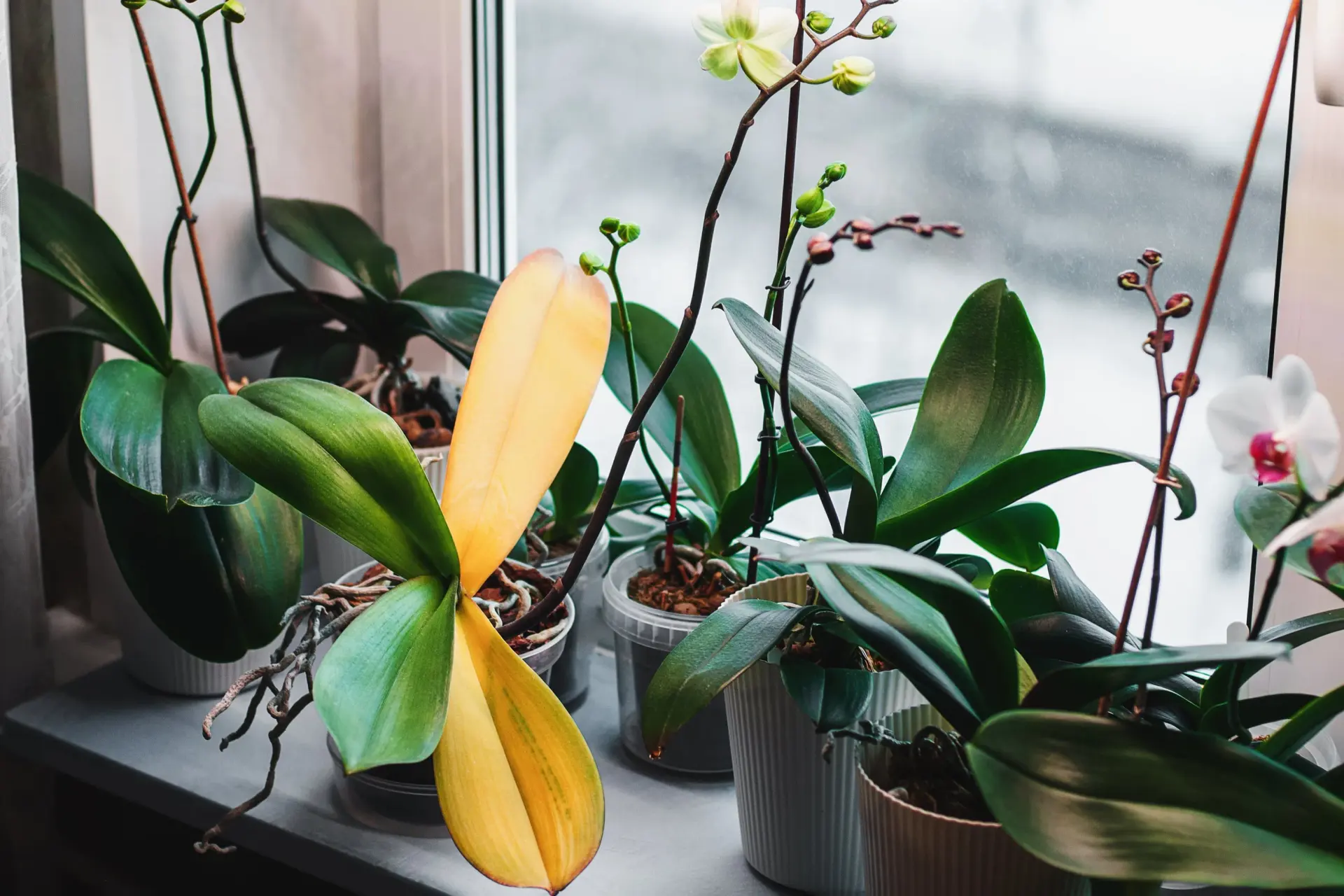 Featured image for Why Orchid Leaves Turn Yellow