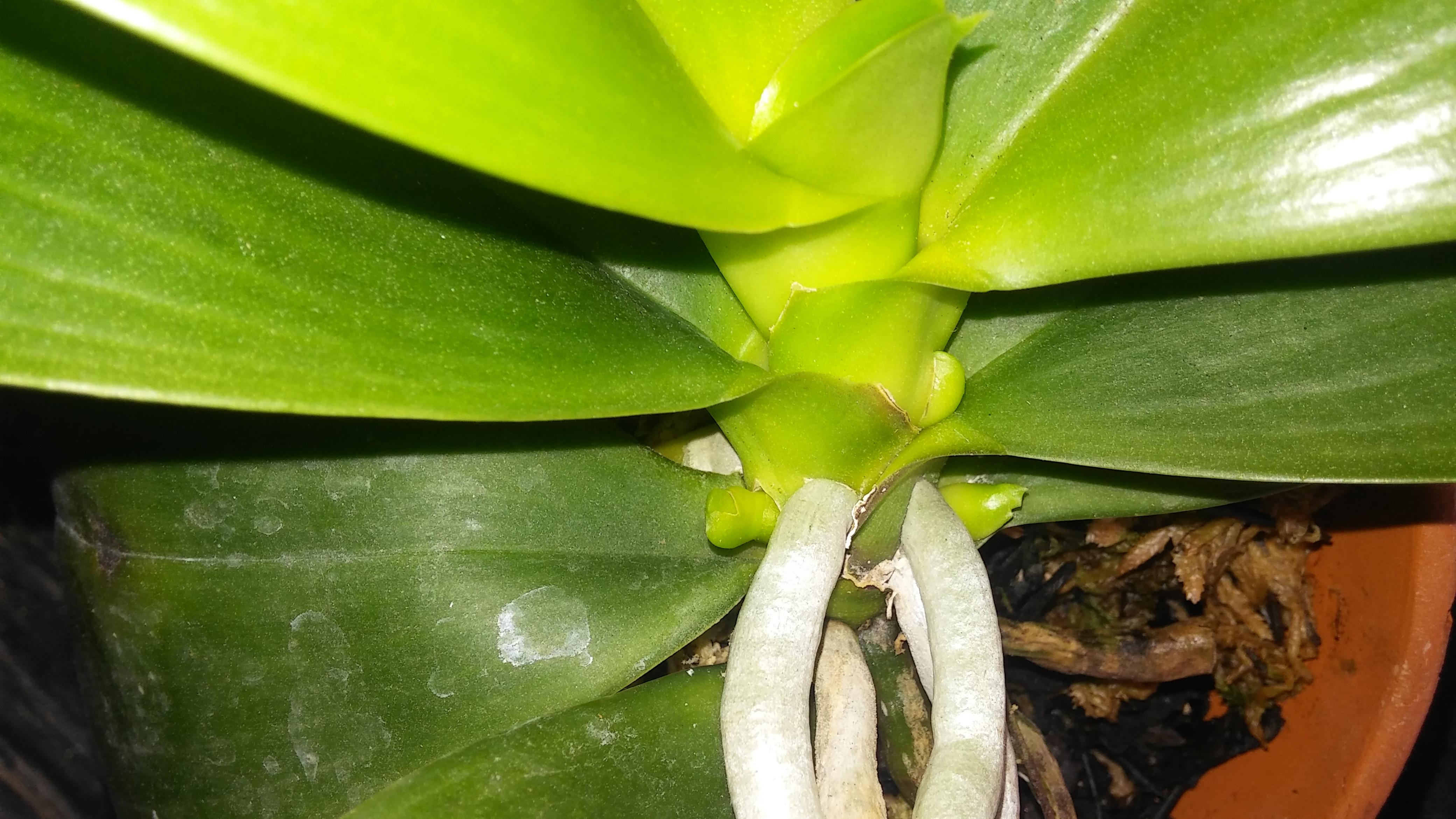 A real Phalaenopsis orchid with a branching flower spike, the main spike attached to a stake and the side branch gently supported with a clear orchid clip, buds forming