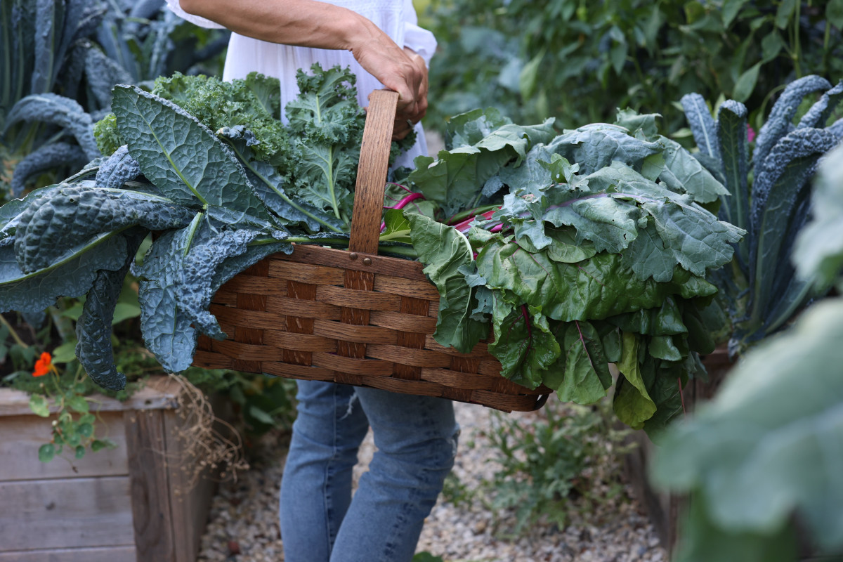 Featured image for How to Grow Kale