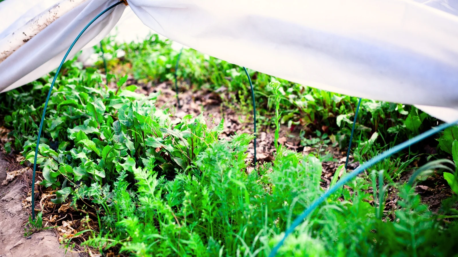 A real backyard garden row with kale plants covered by a floating row cover on a chilly evening