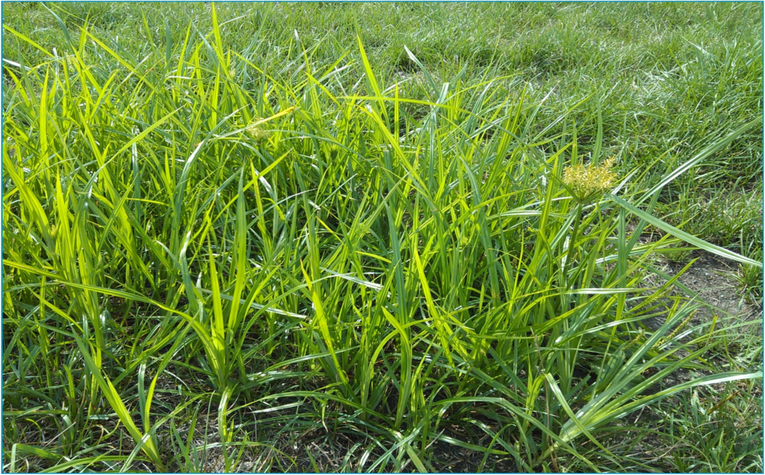 Get Rid of Nutsedge Naturally
