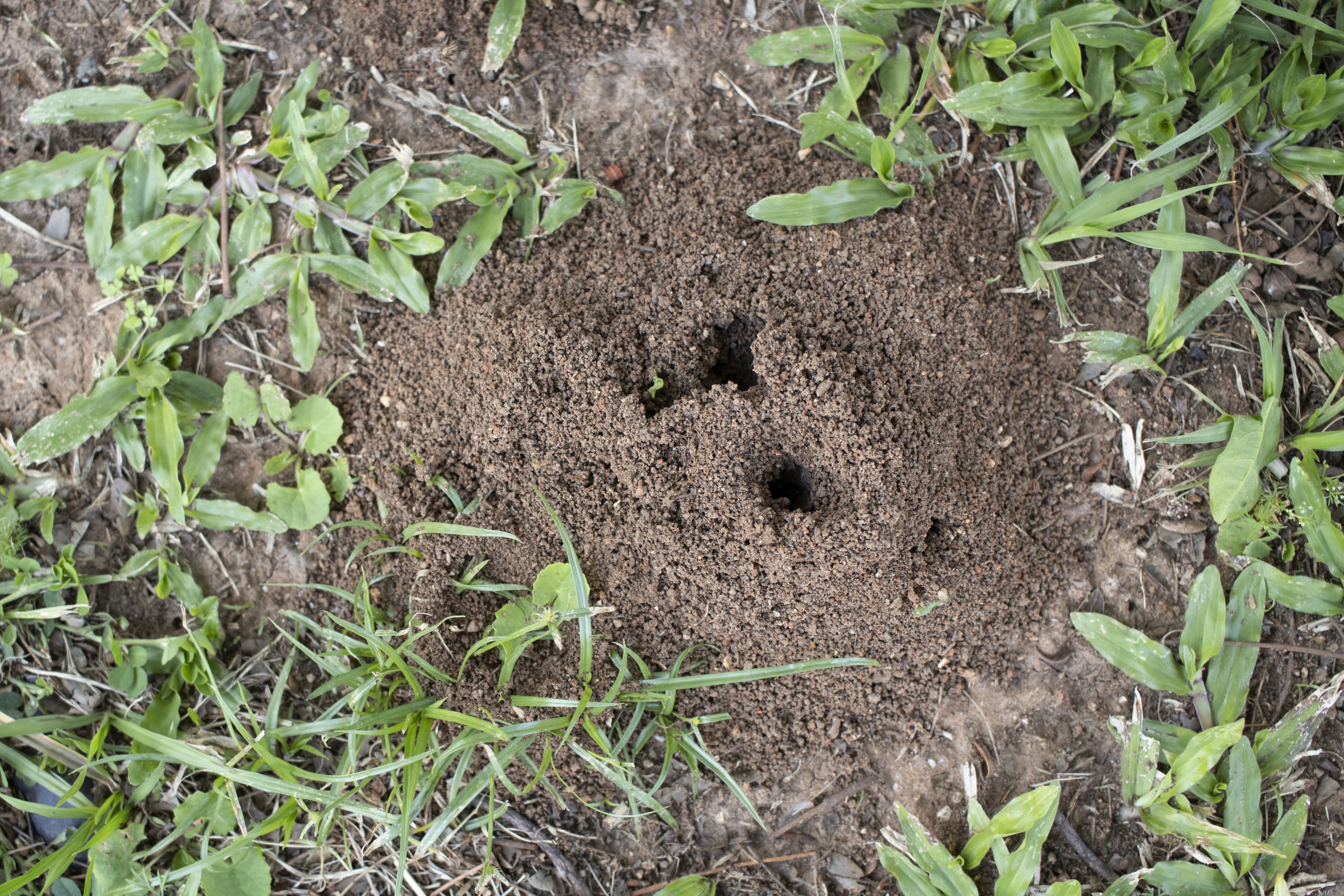 A real backyard lawn with a visible ant mound near the edge of a garden bed, photographed in natural daylight