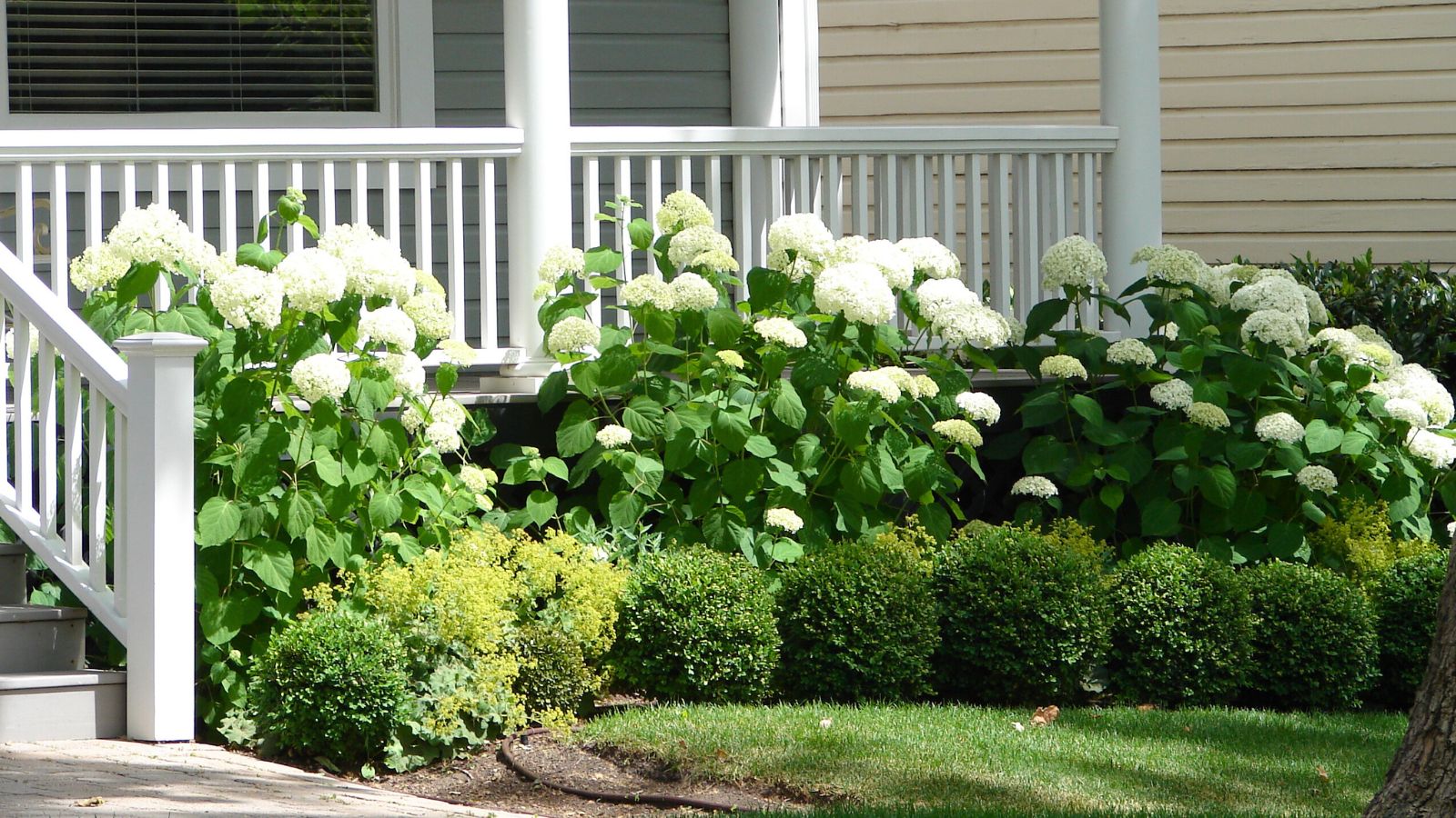 A real backyard photo showing neatly trimmed shrubs with visible open space beneath them along a house foundation, with mulch and a clear walkway