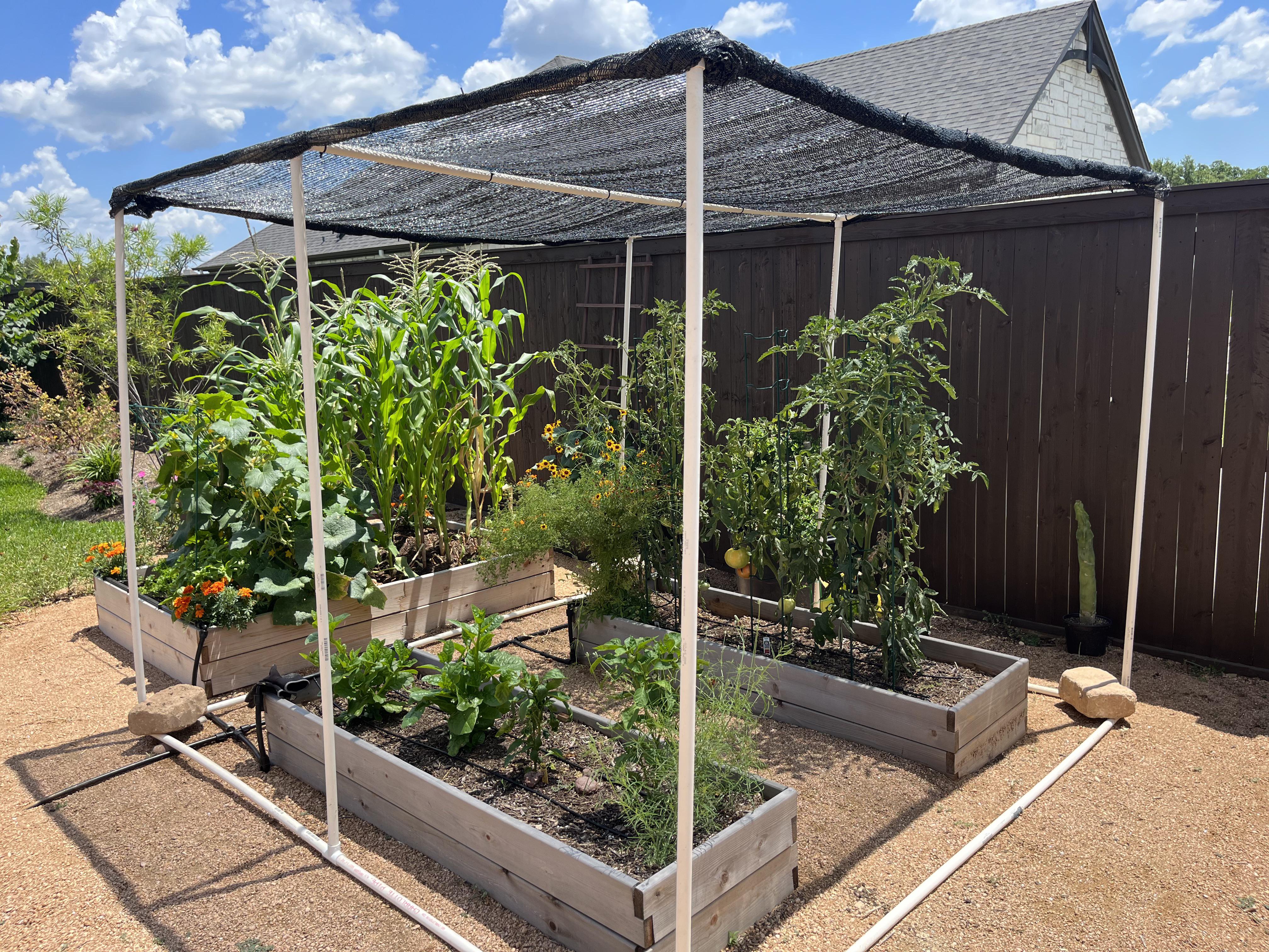 A real backyard vegetable bed with pepper plants under a simple shade cloth canopy on a sunny afternoon, natural lighting, photorealistic
